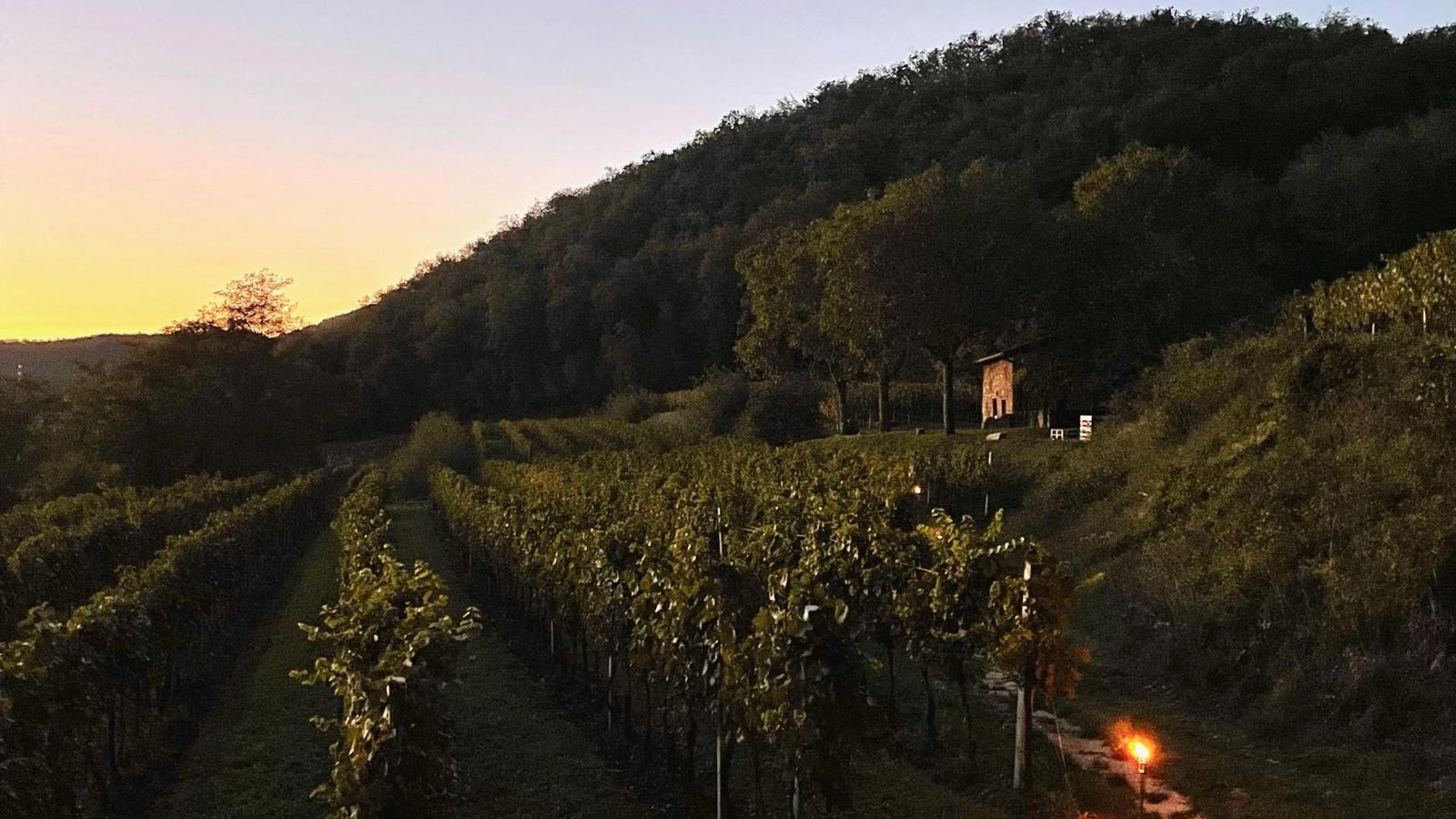 Vineyards at dusk